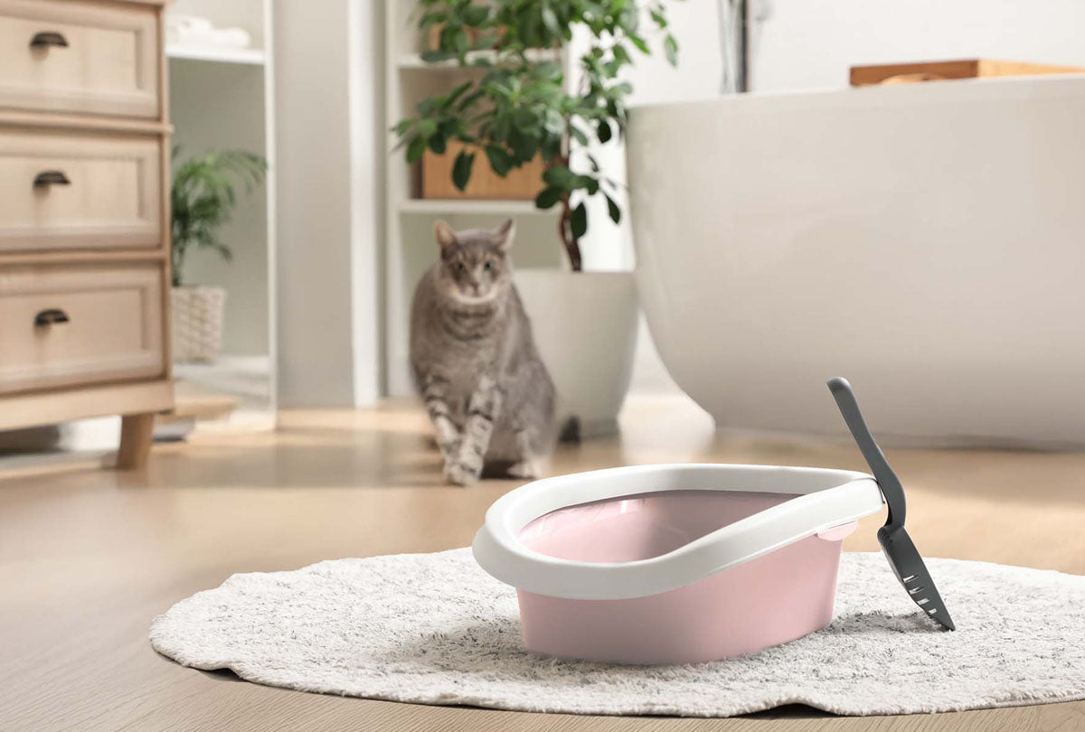 Pee-yew! How to Keep Your Litter Box from Smelling