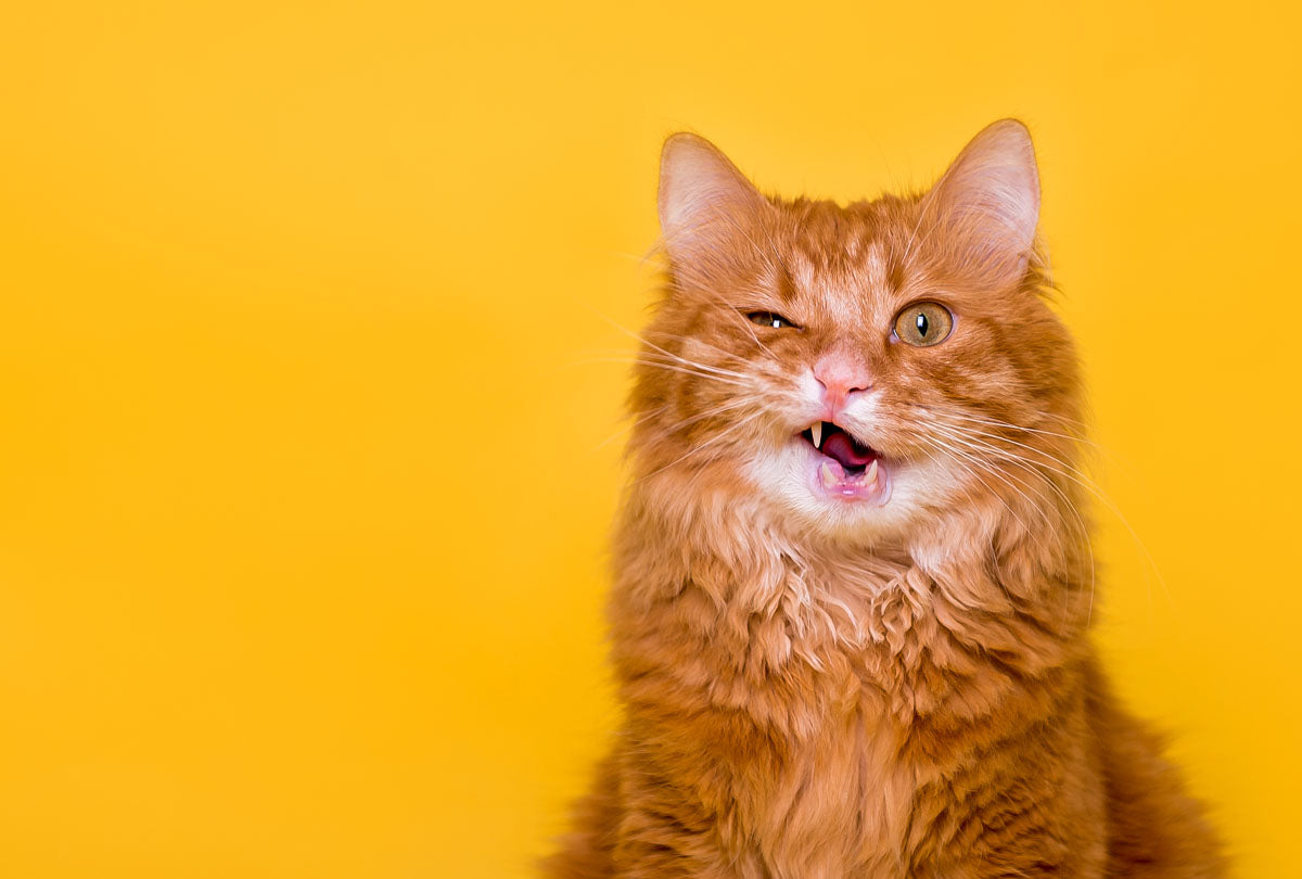 Help! My Cat's Breath Smells Like Death