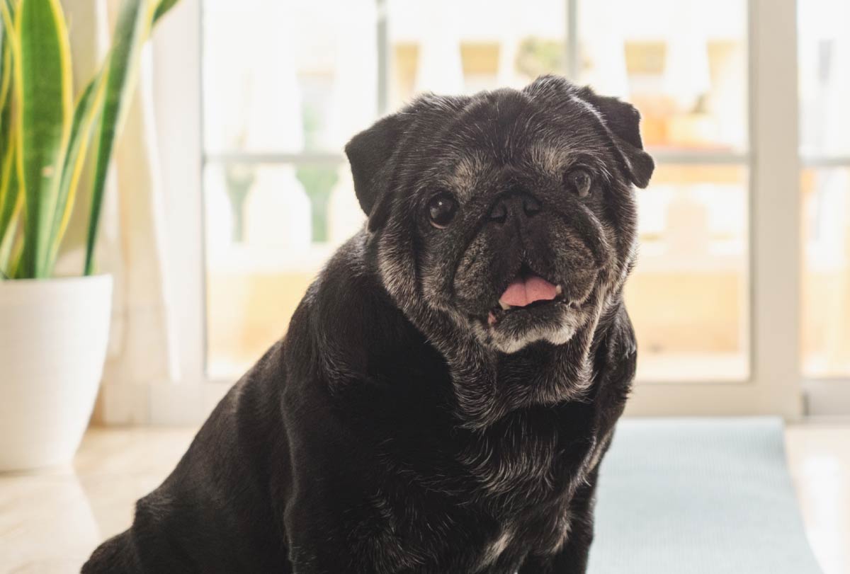adorable pug smiling at the camera helped by oxyfresh pet water additive which helps dogs with notoriously tricky dental problems