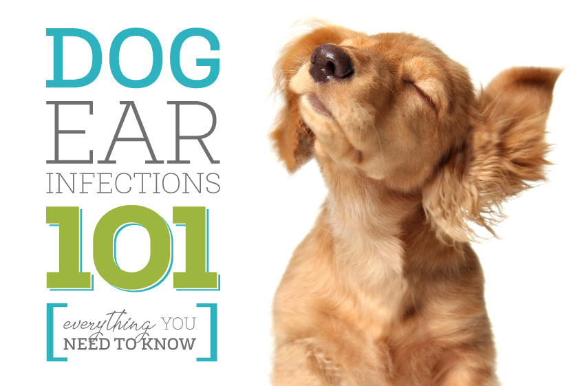 Oxyfresh - Dog Ear Infection 101