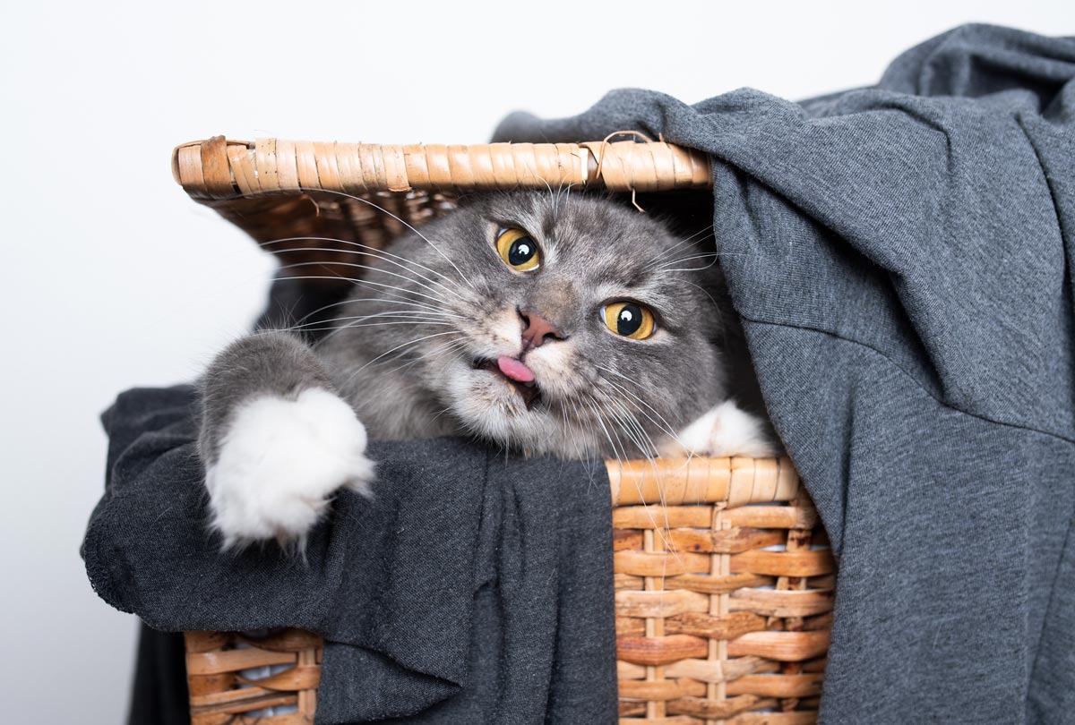 Oxyfresh-cat-urine-remover-for-cat-urine-smell-on-any-surface-and-even-clothes