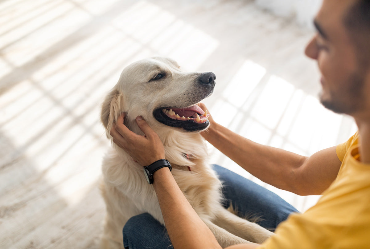 Man in a yellow shirt caresses his light colored, long haired, retriever, which is bearing it's yellowish teeth to the man in the yellow shirt.