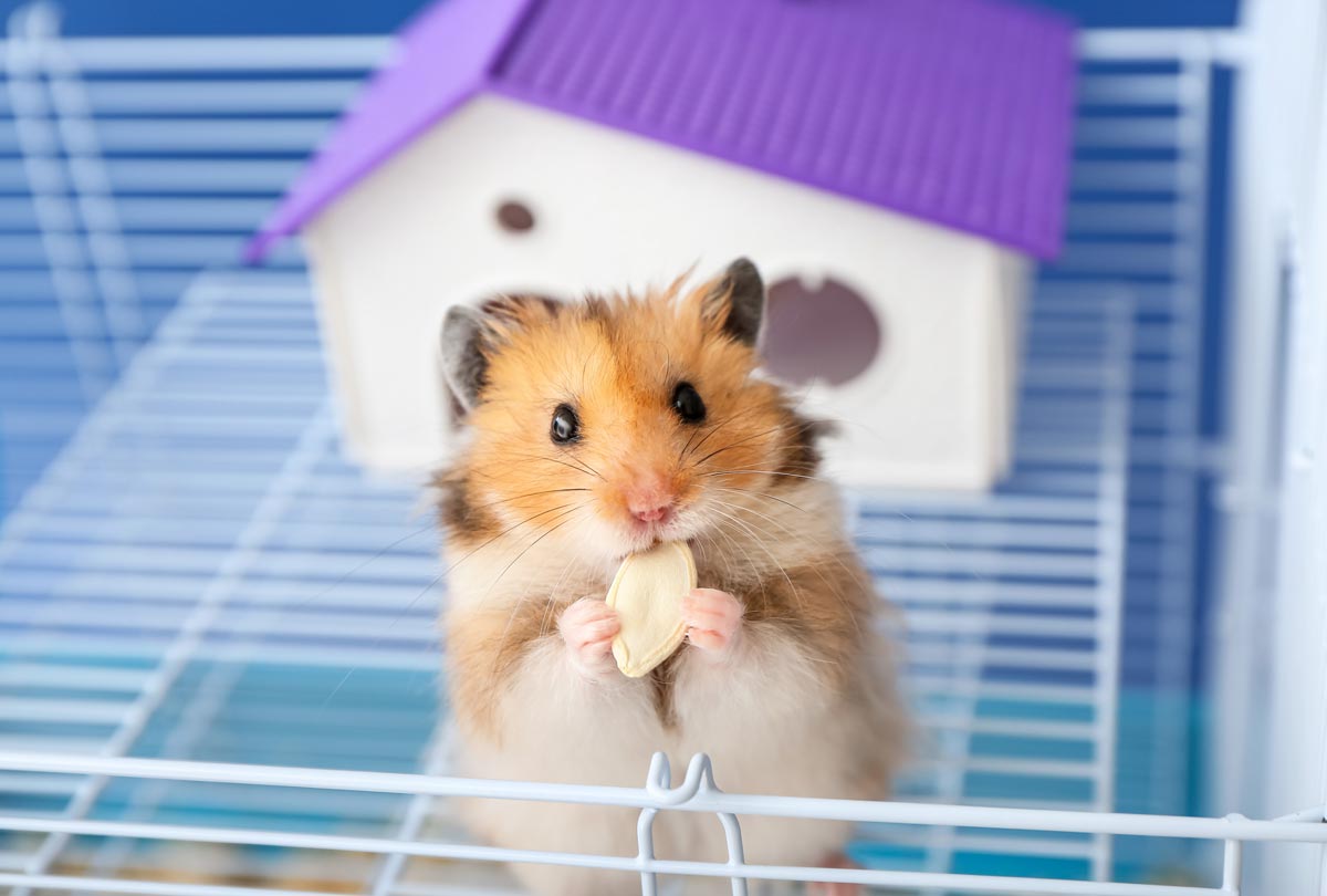 hamster chewing on a pumpkin seed in a clean cage featured image for blog post titled Top 3 Hacks to Stop Your Hamster's Cage from Smelling
