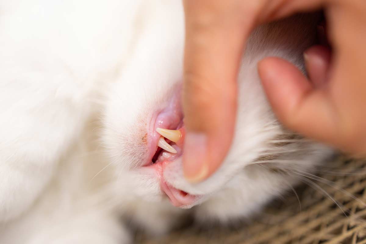 person pulling a cat's lip up to expose yellow teeth