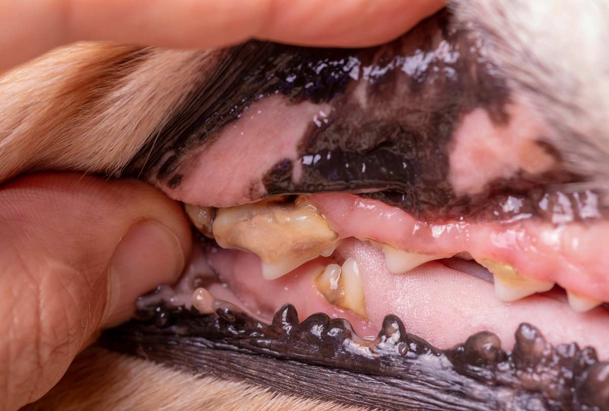 Why Are My Dog’s Teeth Yellow?