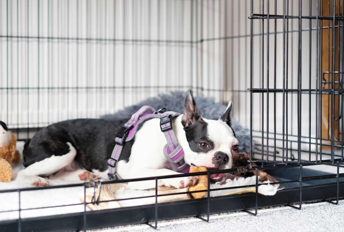 boxer-lazily-chewing-on-a-bone-in-his-kennel-featured-image-for-blog-post-titled-top-hacks-to-clean-your-dog-crate