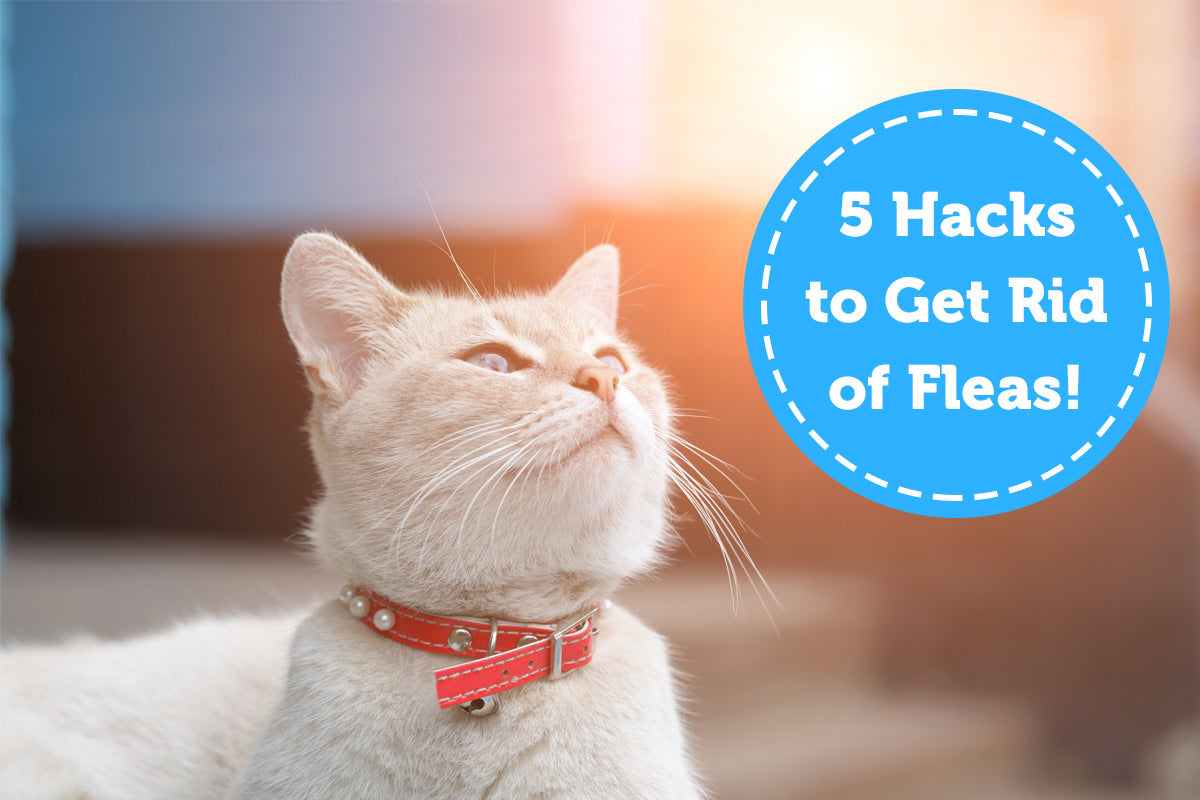 Oxyfresh - 5 Hacks to Prevent Fleas