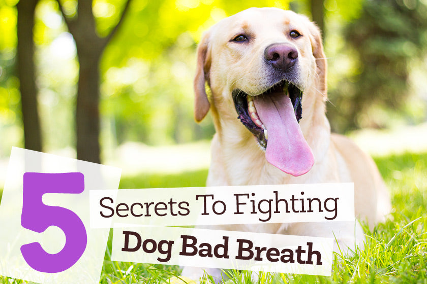 5 Secrets to Fighting Dog Bad Breath