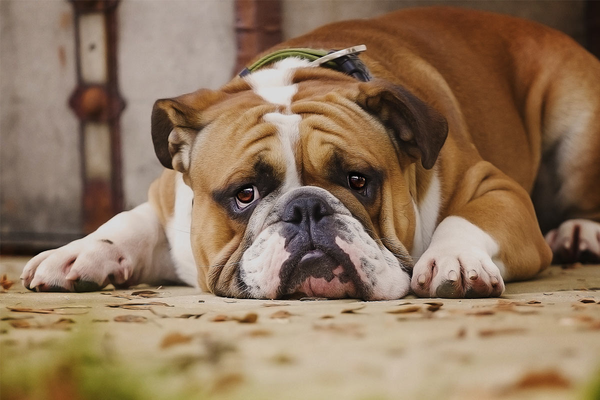 Oxyfresh - How to tell if your Dog is Sad