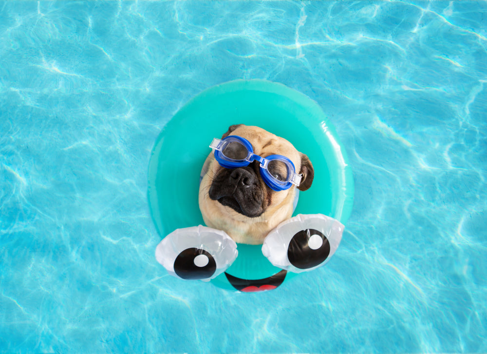 adorable-pug-floating-in-pool-uses-oxyfresh-ear-cleaner-for-itchy-ears-after-swimming