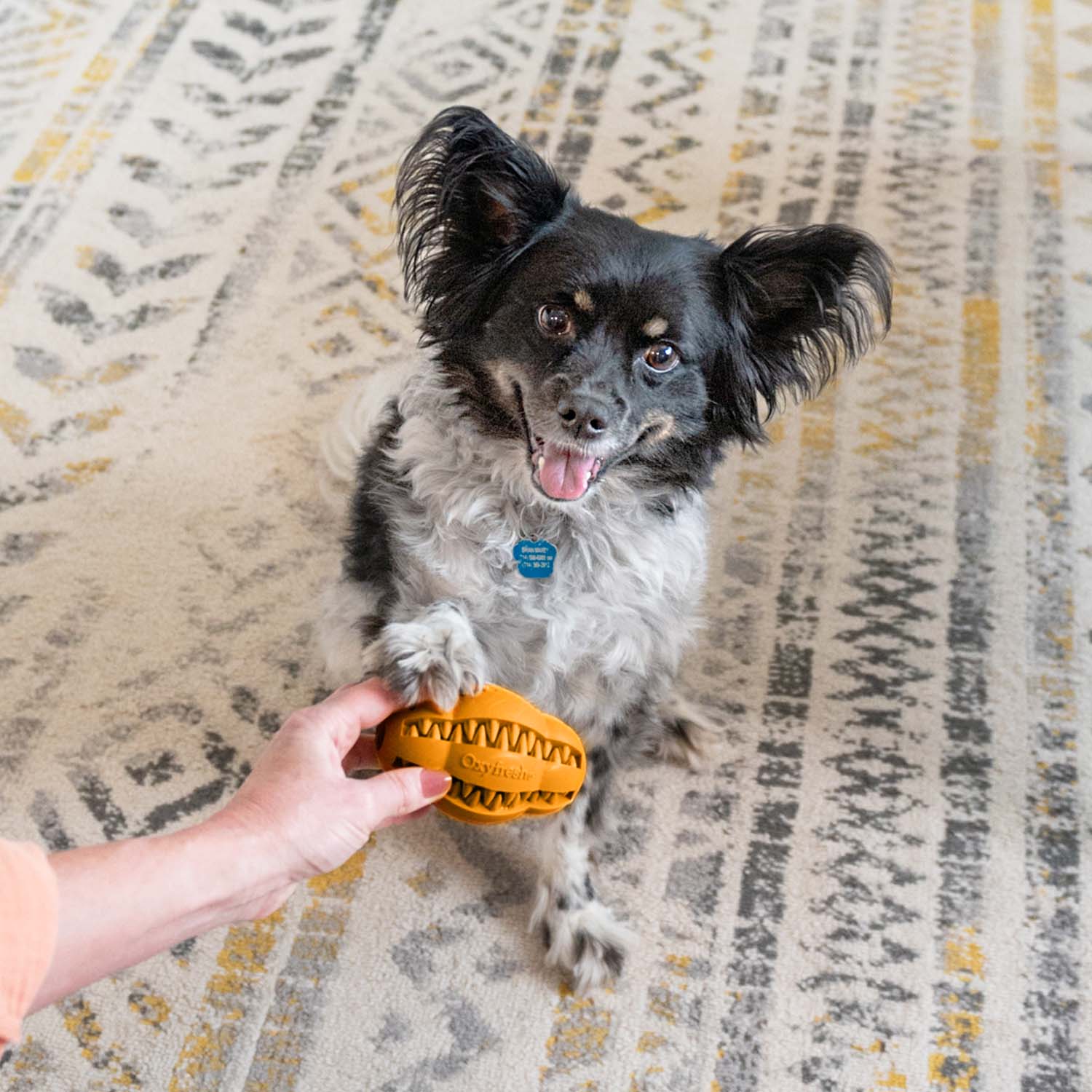 Pet Water Additive + Pet Dental Chew Toy