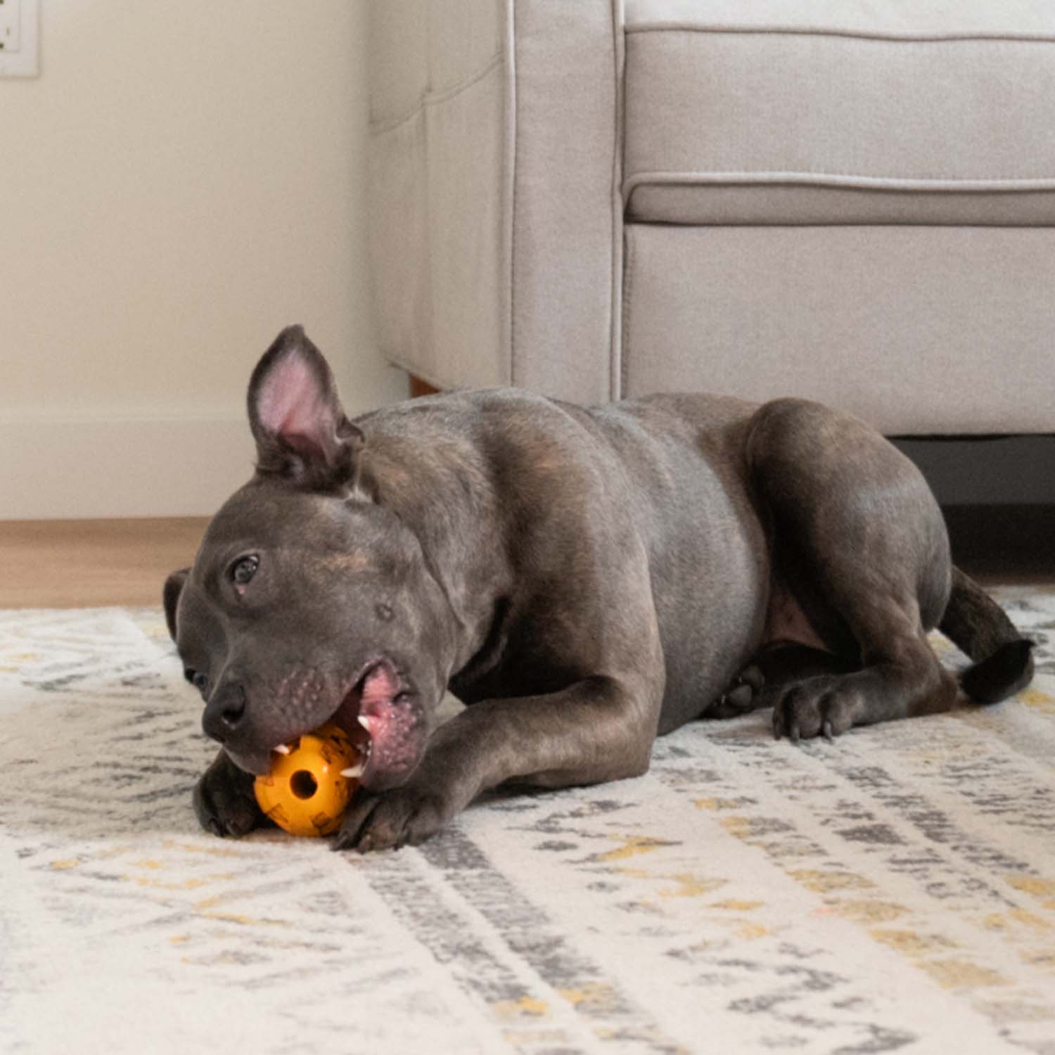 Pet Water Additive + Pet Dental Chew Toy