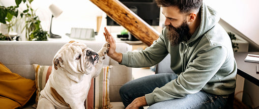 man high-fiving his bulldog