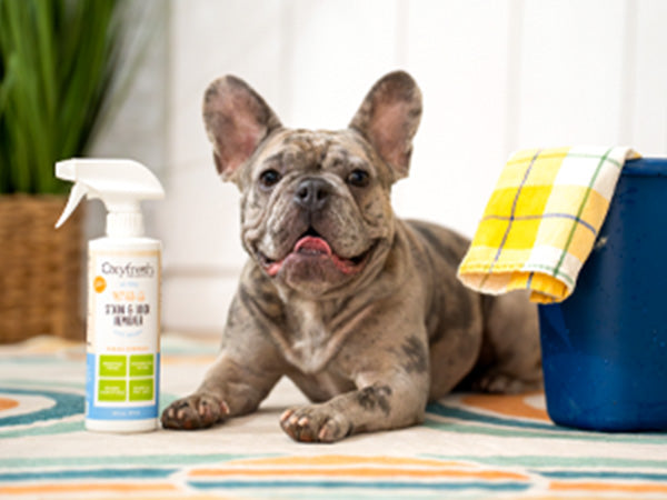 happy-dog-next-to-oxyfresh-stain-and-odor-remover-carpet-cleaner-pet
