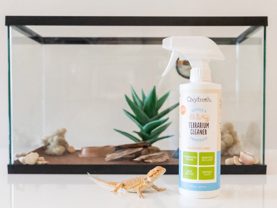 oxyfresh-adorable-leopard-gecko-next-to-oxyfresh-reptile-tank-cleaner