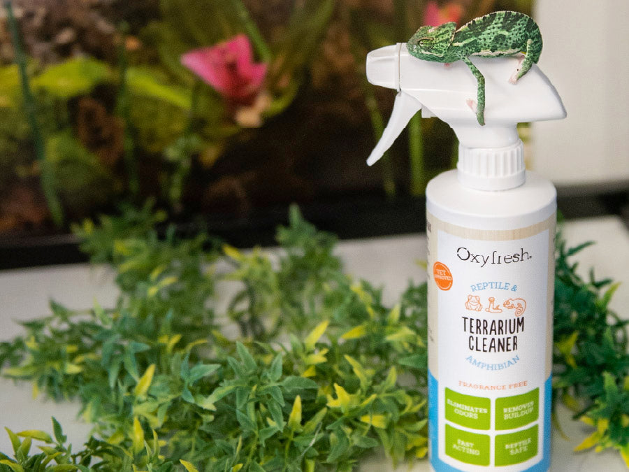 tiny-chameleon-laying-on-oxyfresh-reptile-tank-cleaner