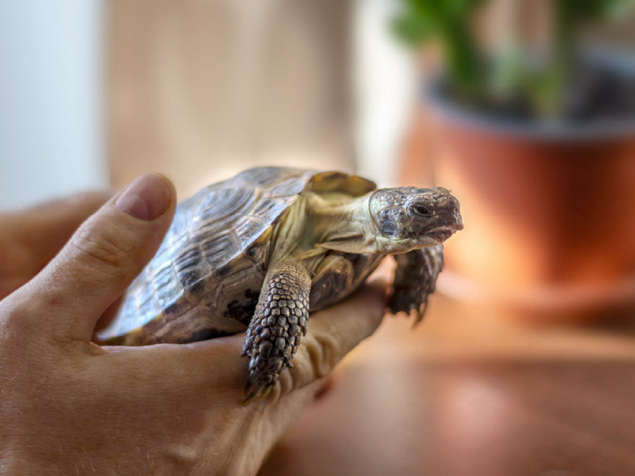 woman-using-oxyfresh-snake-tank-cleaner-for-pet-terrarium