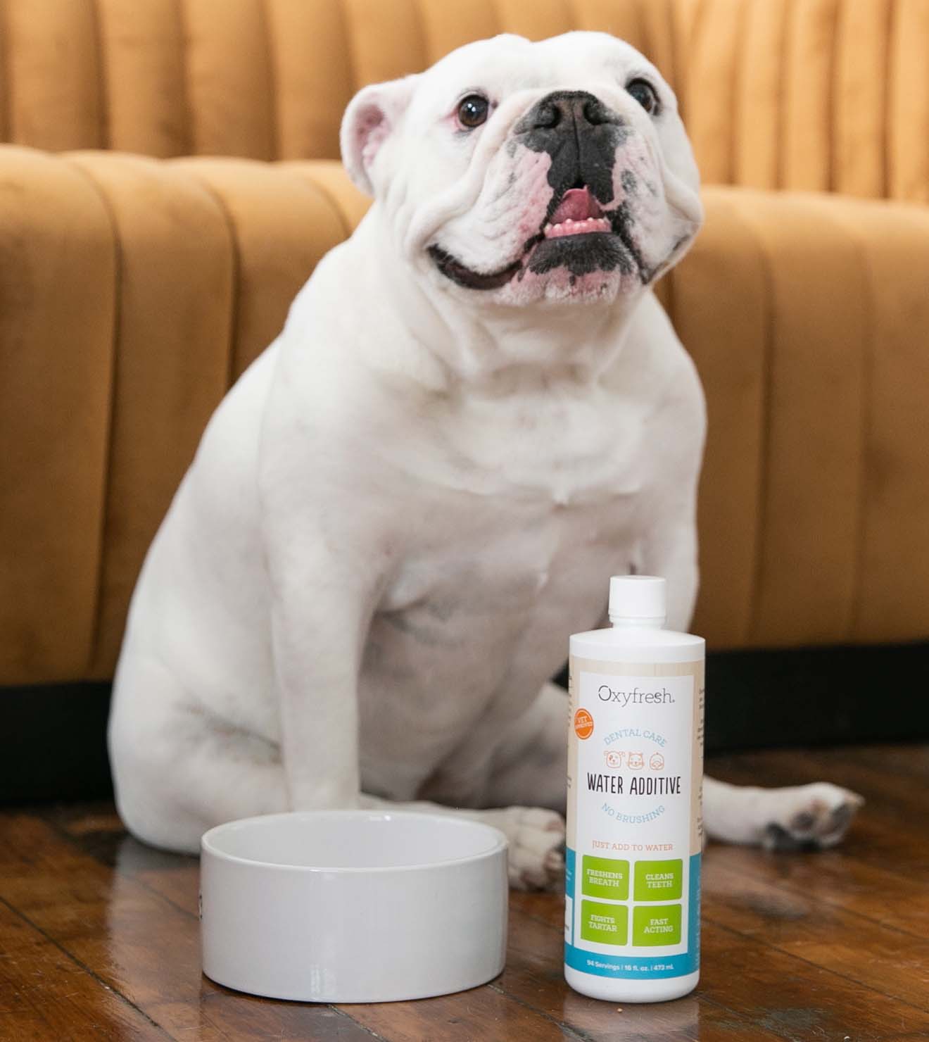 cute bulldog sitting in front of a couch smiling at the camera with oxyfresh pet water additive and a water bowl sitting in front of her
