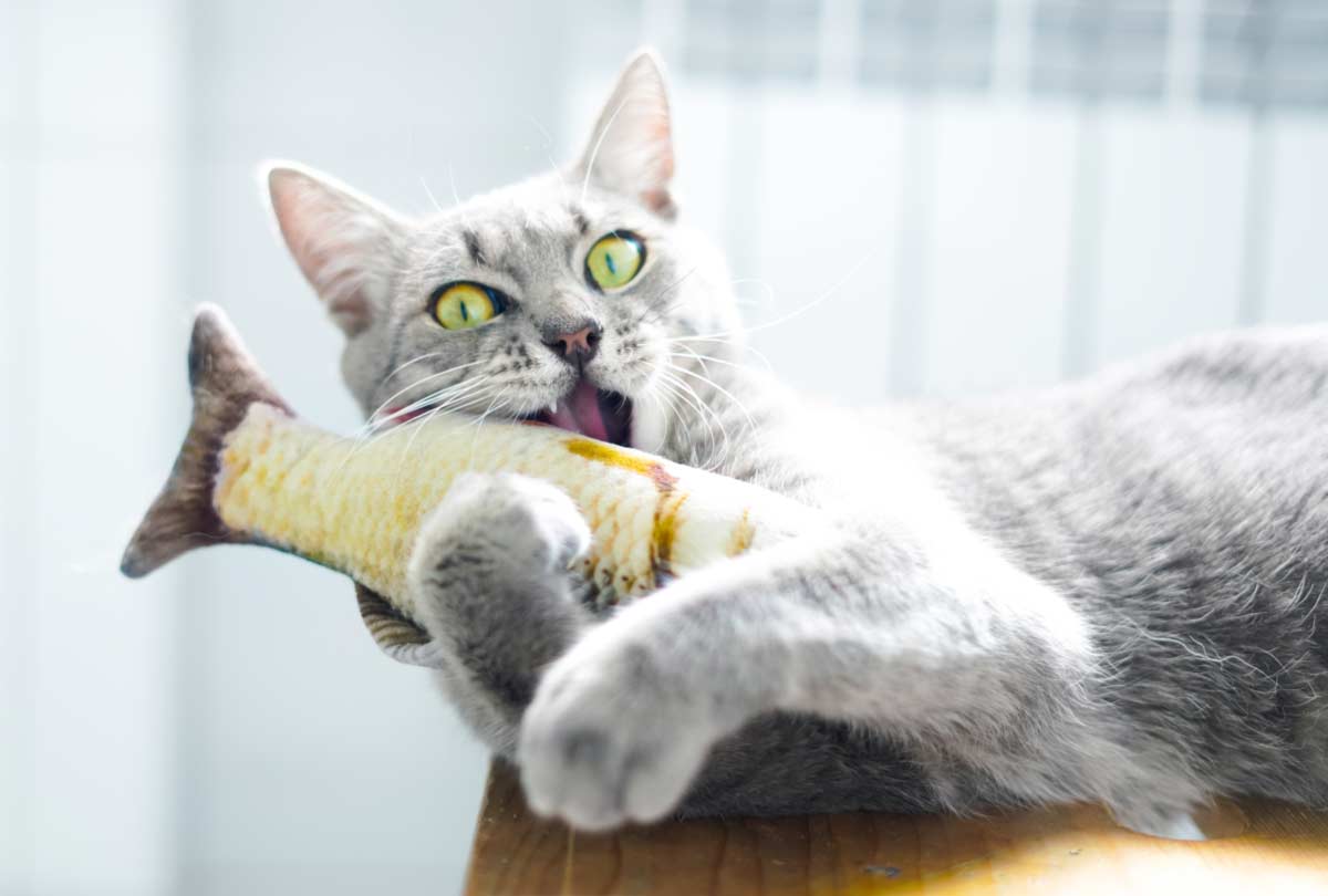 Why Does My Cat’s Breath Smell So Bad? Causes & Insanely Easy Solution.