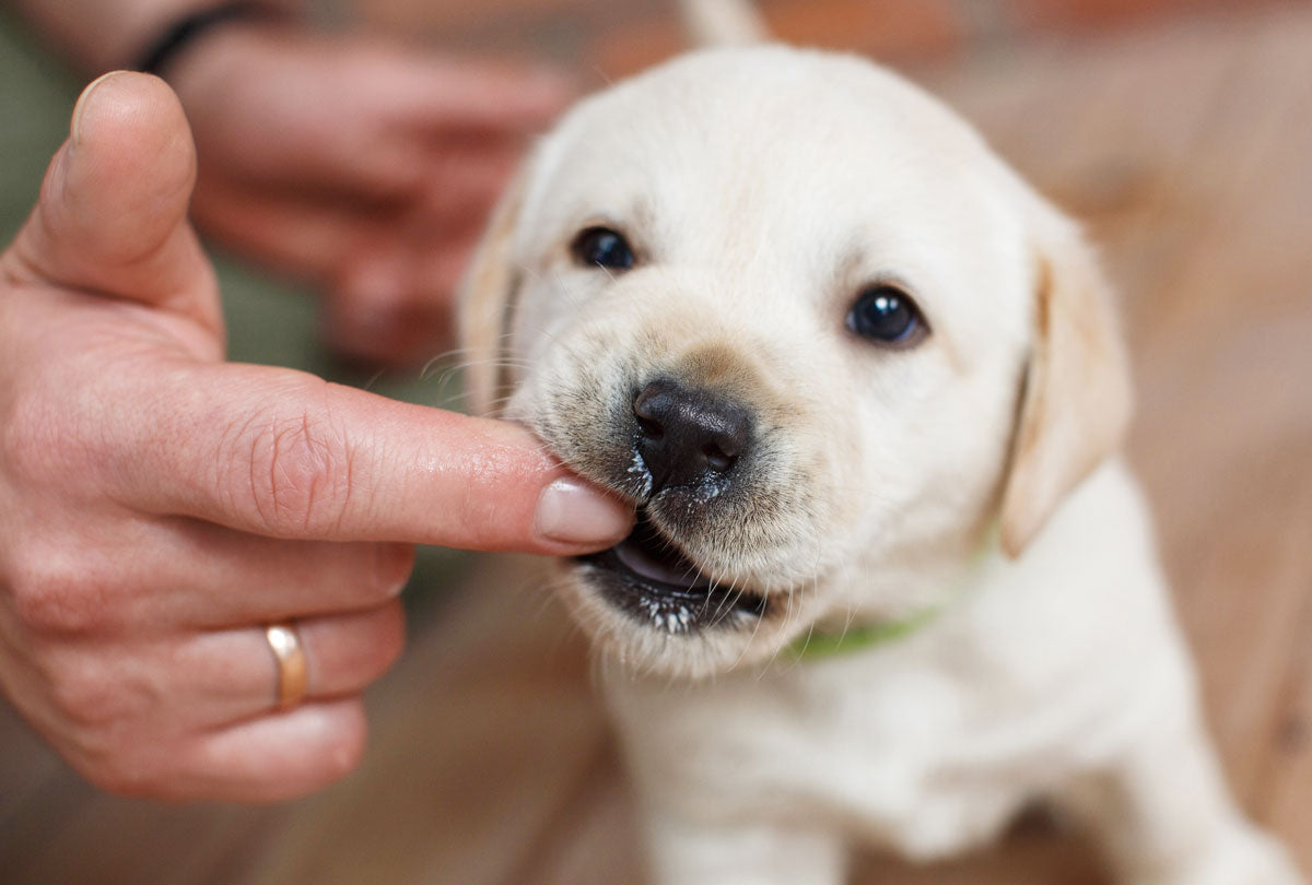 Dog Toothpaste FAQ: Is Sorbitol Safe for Dogs?