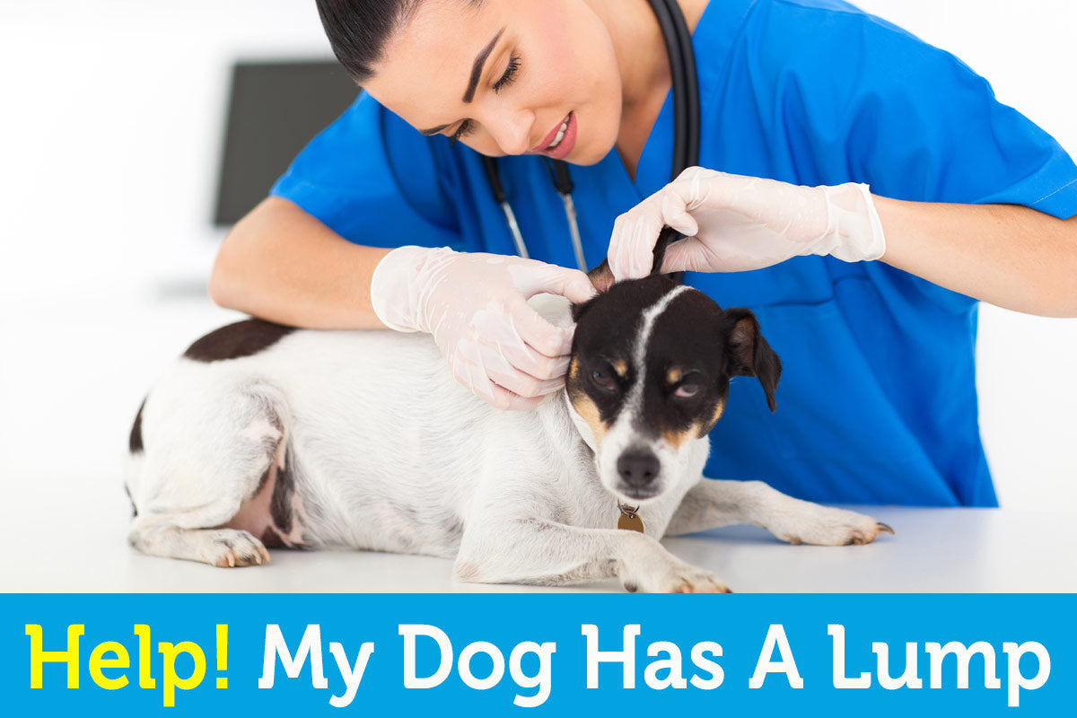 Help! My Dog Has a Lump