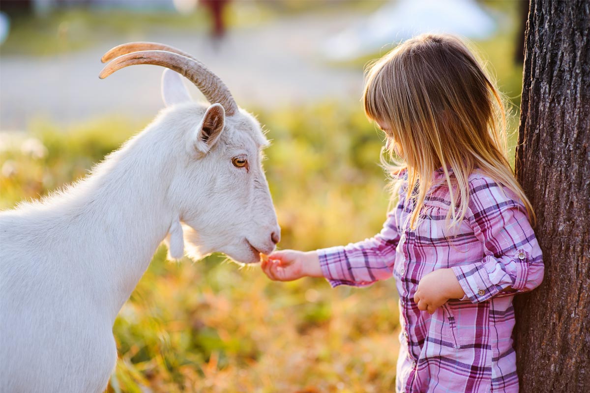 Pet Goat With Bad Breath