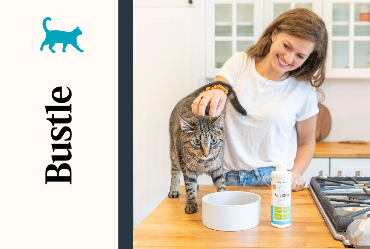 woman petting her cat with a bowl of pet water additive on the counter